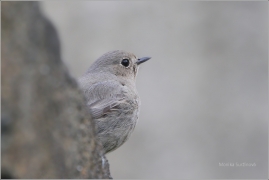 <p>REHEK DOMÁCÍ (Phoenicurus ochruros) /Black redstart - Hausrotschwanz/</p>